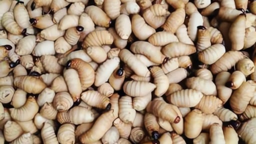 Cấm nu&ocirc;i, ph&aacute;t t&aacute;n con vật n&agrave;y tr&ecirc;n địa b&agrave;n tỉnh Vĩnh Long mới (gồm địa phận Bến Tre cũ, Tr&agrave; Vinh cũ)
