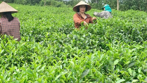 Người giữ hồn ch&egrave; Ph&uacute; Y&ecirc;n, x&atilde; Y&ecirc;n B&agrave;i bằng con đường sản xuất sạch