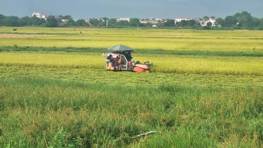 N&ocirc;ng d&acirc;n Ninh B&igrave;nh được hỗ trợ đến 300 triệu đồng để trồng l&uacute;a VietGAP, l&uacute;a hữu cơ