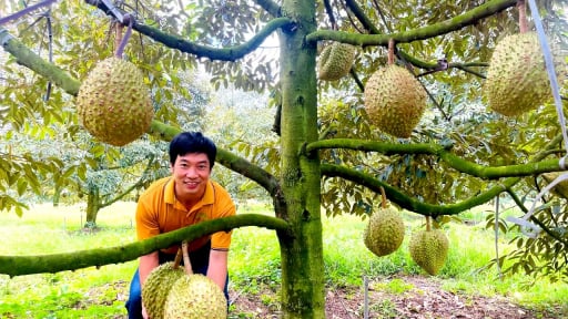 Kỳ lạ gi&aacute; sầu ri&ecirc;ng: Xuất khẩu vẫn tốt, sao gi&aacute; sầu ri&ecirc;ng đặc sản nổi tiếng miền T&acirc;y lại thấp chưa từng c&oacute;?
