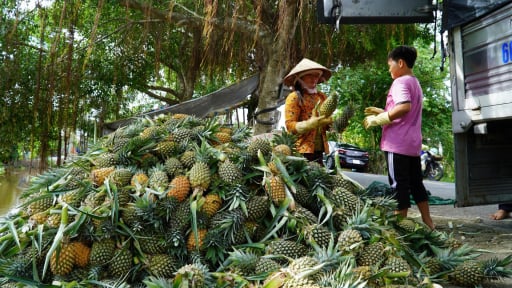 Loại quả nổi tiếng ở An Giang, bao người đau đầu v&igrave; điệp kh&uacute;c 'được m&ugrave;a rớt gi&aacute;', nay sang trang mới nhờ chế biến s&acirc;u