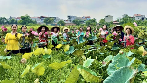 Phường Vĩnh Ph&uacute;c, tỉnh Ph&uacute; Thọ (địa phận th&agrave;nh phố Vĩnh Y&ecirc;n cũ), trồng sen kết hợp nu&ocirc;i c&aacute;, thu nhập khấm kh&aacute;