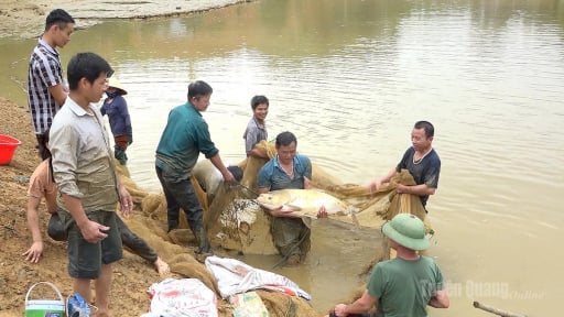 Ở x&atilde; mới n&agrave;y của tỉnh Tuy&ecirc;n Quang, d&acirc;n nu&ocirc;i th&agrave;nh c&ocirc;ng loại c&aacute; to bự, k&iacute;ch thước lớn thế n&agrave;y đ&acirc;y