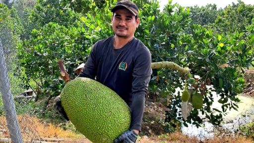 Xu hướng vụ m&iacute;t mới: Muốn b&aacute;n được gi&aacute; cao, phải 'sạch' bệnh lẫn 'mượt' giấy tờ