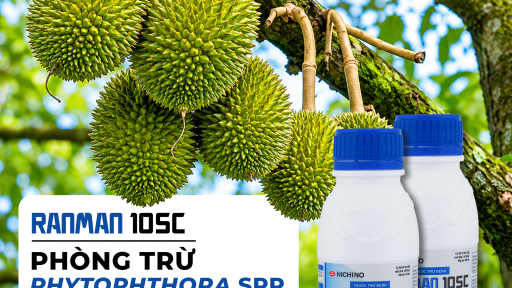 RANMAN 10SC &ndash; Giải ph&aacute;p si&ecirc;u hạng quản l&yacute; Phytophthora spp. đến từ Nhật Bản
