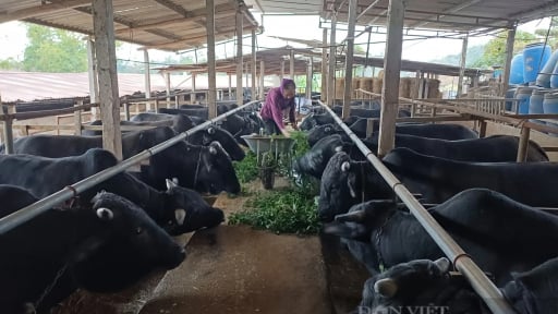 Kh&ocirc;ng cam chịu bị &eacute;p gi&aacute;, HTX chăn nu&ocirc;i b&ograve; ở Th&aacute;i Nguy&ecirc;n x&acirc;y dựng chuỗi li&ecirc;n kết, doanh thu h&agrave;ng chục tỷ đồng