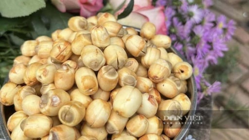 N&acirc;ng cao gi&aacute; trị hạt sen tươi ĐBSCL từ kỹ thuật canh t&aacute;c đến c&ocirc;ng nghệ chống h&oacute;a n&acirc;u sau thu hoạch