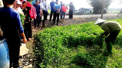 Một h&eacute;c-ta đ&uacute;t t&uacute;i 1,6 tỷ, n&ocirc;ng d&acirc;n x&atilde; B&igrave;nh Mỹ ở TPHCM l&agrave;m gi&agrave;u từ 'rau nh&agrave; ngh&egrave;o' chuẩn VietGAP