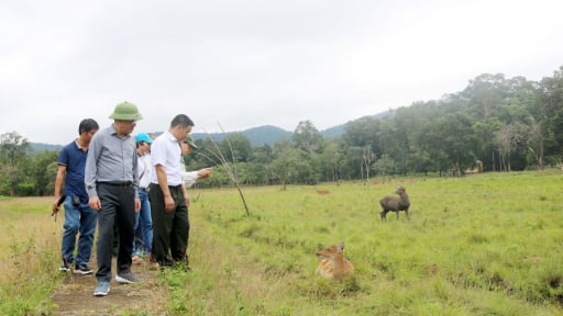 Nơi n&agrave;y ở Gia Lai đẹp như phim, c&oacute; v&ocirc; số c&acirc;y cổ thụ h&igrave;nh th&ugrave; lạ, động vật hoang d&atilde; dễ thương, nhận quyết định quan trọng