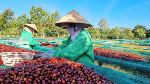 Gi&aacute; c&agrave; ph&ecirc; bật tăng do to&agrave;n cầu lo ngại nguồn cung thiếu hụt, Việt Nam đ&atilde; b&aacute;n được 1 triệu tấn, thu 4,5 tỷ USD 