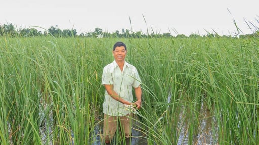 Nghe lạ đời, trồng 'cỏ dại' một thời b&aacute;n l&agrave;m rau đặc sản, kiếm bộn tiền hơn 'cấy l&uacute;a' ở S&oacute;c Trăng, nay l&agrave; Cần Thơ