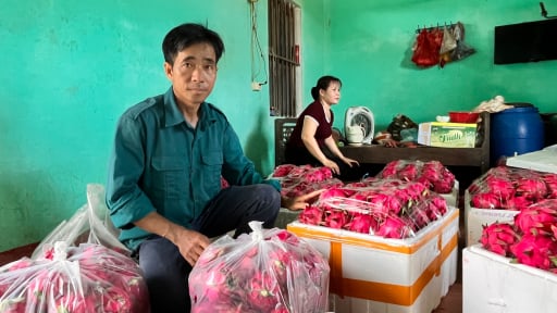 Từng bị ch&ecirc; kh&ocirc;ng hợp đất, lo&agrave;i c&acirc;y leo trụ nay gi&uacute;p n&ocirc;ng d&acirc;n Lạng Sơn thu 200 triệu/năm, 10 đỏ au cả 10