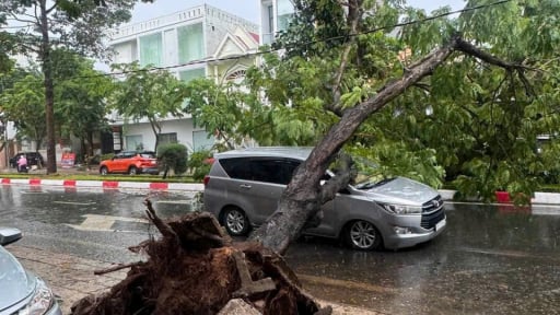  C&acirc;y phượng cao hơn 6m bật gốc trong mưa gi&oacute;, một &ocirc; t&ocirc; bị đ&egrave; tr&uacute;ng ở phường Phước Nguy&ecirc;n