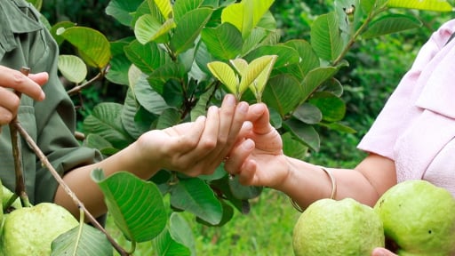 Một n&ocirc;ng d&acirc;n Đắk Lắk thu tiền tỷ/năm theo kiểu l&agrave;m gi&agrave;u kh&aacute;c người, trồng ra quả ổi lạ 'mập, gi&ograve;n, ngọt' thế n&agrave;y