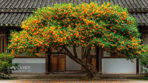 4 c&acirc;y cảnh Thần T&agrave;i, trồng trong s&acirc;n vượng kh&iacute;, an y&ecirc;n, trấn trạch, dưỡng gia, xanh mướt 4 m&ugrave;a
