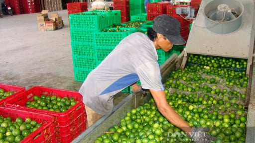 Gi&aacute; chanh chạm đ&aacute;y 2.500 đồng, v&igrave; sao c&oacute; n&ocirc;ng d&acirc;n T&acirc;y Ninh vẫn ph&aacute; kh&oacute;m để trồng?