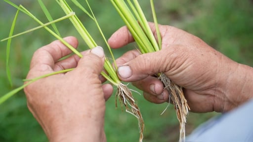 Khi đất được 'hồi sinh' th&igrave; c&acirc;y l&uacute;a tự khắc khỏe mạnh