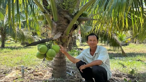 Trồng dừa ngon ngọt ở Gia Lai (địa phận B&igrave;nh Định cũ), c&acirc;y thấp t&egrave; đeo tr&aacute;i qu&aacute; trời, muốn bẻ quả phải ngồi xuống