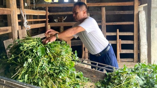 Một người Nghệ An 33 năm chăm 'con đại bổ', tiết lộ kinh nghiệm th&agrave;nh c&ocirc;ng, kiếm h&agrave;ng trăm triệu/năm