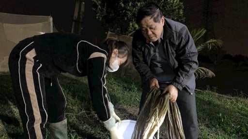 Chuyện lạ Quảng Ninh, giữ c&aacute;nh đồng l&uacute;a c&ograve;i cọc để nu&ocirc;i c&ograve;n g&igrave; b&ecirc;n trong m&agrave; n&ocirc;ng d&acirc;n lại c&oacute; của ăn của để?