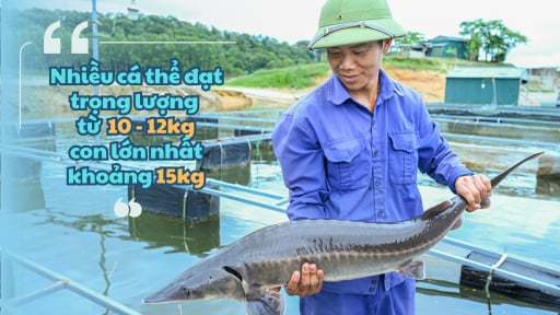 Nu&ocirc;i thứ c&aacute; g&igrave; m&agrave; to&agrave;n con to bự thế n&agrave;y dưới hồ nước nh&acirc;n tạo mang t&ecirc;n hồ Đại tướng ở Điện Bi&ecirc;n?