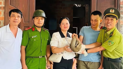 T&igrave;nh cờ bắt con vật cuộn tr&ograve;n như quả b&oacute;ng tr&ecirc;n đương đi l&agrave;m về, l&agrave; động qu&yacute; hiếm, một người Huế giao nộp cho c&ocirc;ng an
