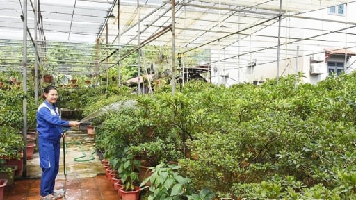 Trồng c&acirc;y cảnh mới lạ, đếm chả xuể, một người Tam Đảo Vĩnh Ph&uacute;c cũ, nay l&agrave; tỉnh Ph&uacute; Thọ mới gi&agrave;u hẳn l&ecirc;n