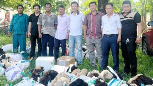 Con vật l&ocirc;ng d&agrave;y kịt n&agrave;y được n&ocirc;ng d&acirc;n B&igrave;nh Thuận, nay l&agrave; tỉnh L&acirc;m Đồng nu&ocirc;i th&agrave;nh c&ocirc;ng, b&aacute;n thịt, b&aacute;n l&ocirc;ng