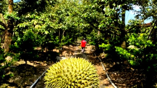 Sầu ri&ecirc;ng Việt &ocirc;m mộng tỷ đ&ocirc;: Tăng tốc đẩy nhanh việc cấp m&atilde; số v&ugrave;ng trồng