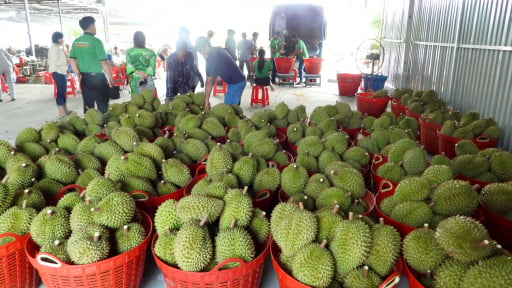 Sầu ri&ecirc;ng Đắk Lắk chuẩn bị v&agrave;o vụ lớn, thương nh&acirc;n Trung Quốc chỉ r&otilde; 3 điều quyết định xuống tiền mua l&acirc;u d&agrave;i