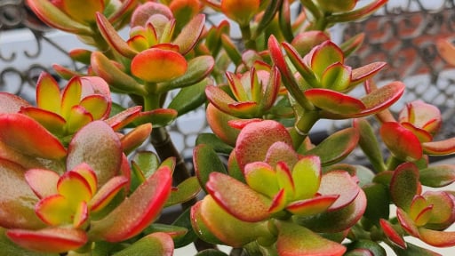 3 loại c&acirc;y nh&agrave; gi&agrave;u thường trồng: Được tin l&agrave; mang đến thịnh vượng