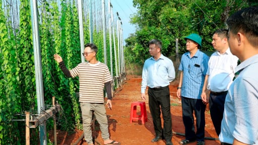Trồng s&acirc;m m&aacute;t l&agrave;nh n&agrave;y như trồng c&acirc;y cảnh ở Đồng Nai (địa phận B&igrave;nh Phước cũ), cứ 1.000m2 thu cao nhất 240 triệu