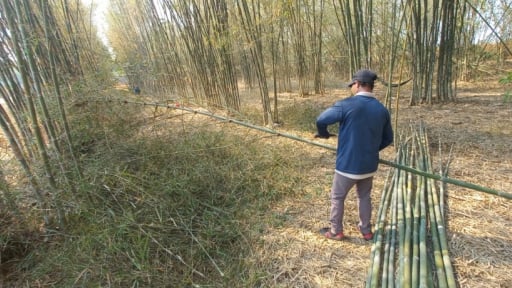 Ở Bình Phước, loại 'cây nồi đồng cối đá' này hóa ra lại giúp nông dân vùng biên giảm nghèo chắc chắn