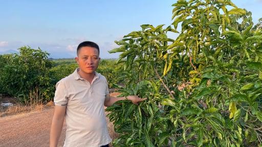Một tỷ phú Bà Rịa-Vũng Tàu trồng loại cây gì một thời 'làm mưa làm gió' mà nay thu 15 tỷ/năm?