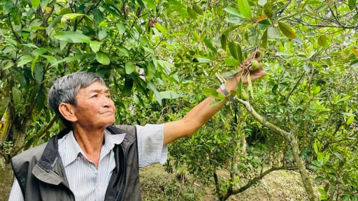 Trông như mọc dại bên cồn ở An Giang, thứ cây này thấp tè ra trái quá trời, dân bẻ bán 50.000 đồng/kg