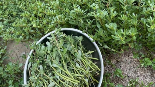 Đây loại rau dại chả mấy ai trồng, dính tí nước tốt um, ăn bổ dưỡng, người trong thiên hạ ví như 'rau trường thọ'