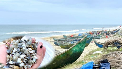 Nhiều ngư dân Quảng Ngãi quay lưng với vụ thu hoạch “lộc” biển vì lý do này