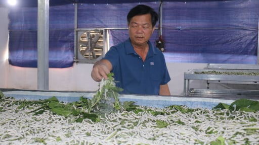 Mô hình trồng dâu nuôi tằm giúp nông dân Lào Cai thoát nghèo, nay có hộ thu hơn 30 triệu/tháng 