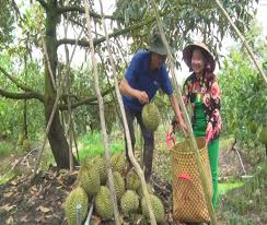 Trước khi sáp nhập diễn ra, nhà vườn trồng cây đặc sản Tiền Giang đang khẩn trương làm điều này