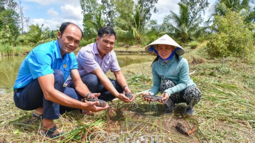 Nuôi cá bống tượng trong đầm tôm bỏ hoang, chị nông dân Cà Mau bắt lên toàn con to, bán giá 380.000 đồng/kg