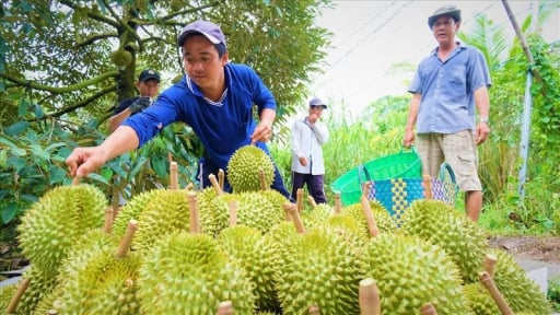 Trồng sầu riêng như trồng 'cây tiền tỷ' kiểu tự phát ở ĐBSCL, canh cánh nỗi lo gì?