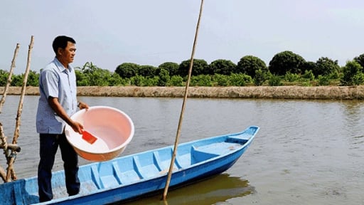 Tỷ phú Cần Thơ, đào ao nuôi loại cá đồng bình dân này, một nông dân lời 2 tỷ/năm