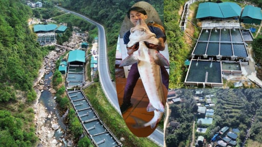 Được đối tác nước ngoài đặt mua loại cá 'tàu ngầm' với giá 100 triệu đồng/con, vì sao một nông dân ở Lào Cai chưa dám 'chốt đơn'?