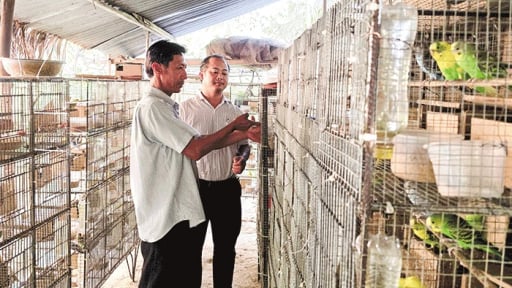  Có 36 thứ chim, sao ở Bến Tre dân mê nuôi chim bé xinh, dáng đẹp, tiếng kêu hay này?