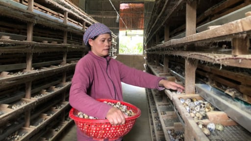 Nuôi thứ chim bé như nắm tay chỉ để lấy phân là chính, chuyện lạ Lâm Đồng