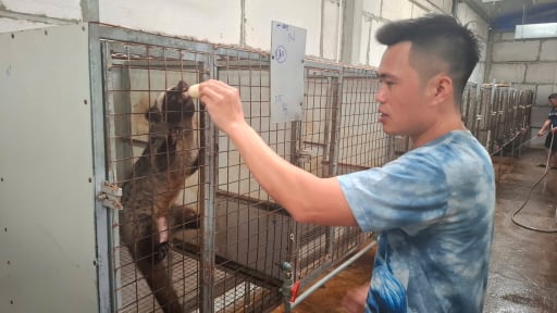 Trai Hà Nội nuôi cầy hương, con động vật hoang dã theo cách 'đặc biệt' này, mỗi năm thu hàng trăm triệu đồng