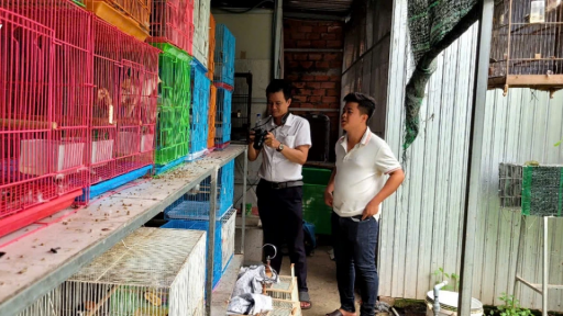 Loại chim to hơn viên kẹo, đã hót hay lại còn đột biến, anh nông dân Tiền Giang nuôi thành công, bán 5-7 triệu/con