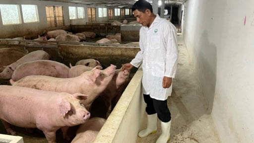 Từ năm 2025, chăn nuôi gia súc quy mô lớn có phải lập báo cáo đánh giá tác động môi trường không?