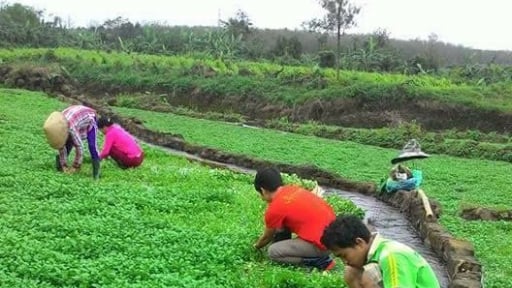 Sáp nhập Quảng Bình, Quảng Trị, tỉnh sau hợp nhất có một làng trồng rau đặc sản từ nước giếng cổ Champa chảy tràn quanh năm