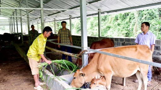 Chăn nuôi gia súc ở Mường Tè của Lai Châu đang giúp nông dân thoát nghèo, có nhà khá giả hẳn lên